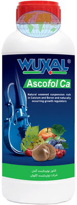 وکسال آسکوفول کلسیم